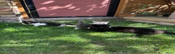 British Shorthair cats for sale: 4 Girls & 2 Boys Kittens Available - Advert 5