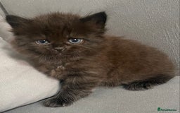 Siberian cats for sale: Siberian Kittens Neva Masquerade White - Image 23