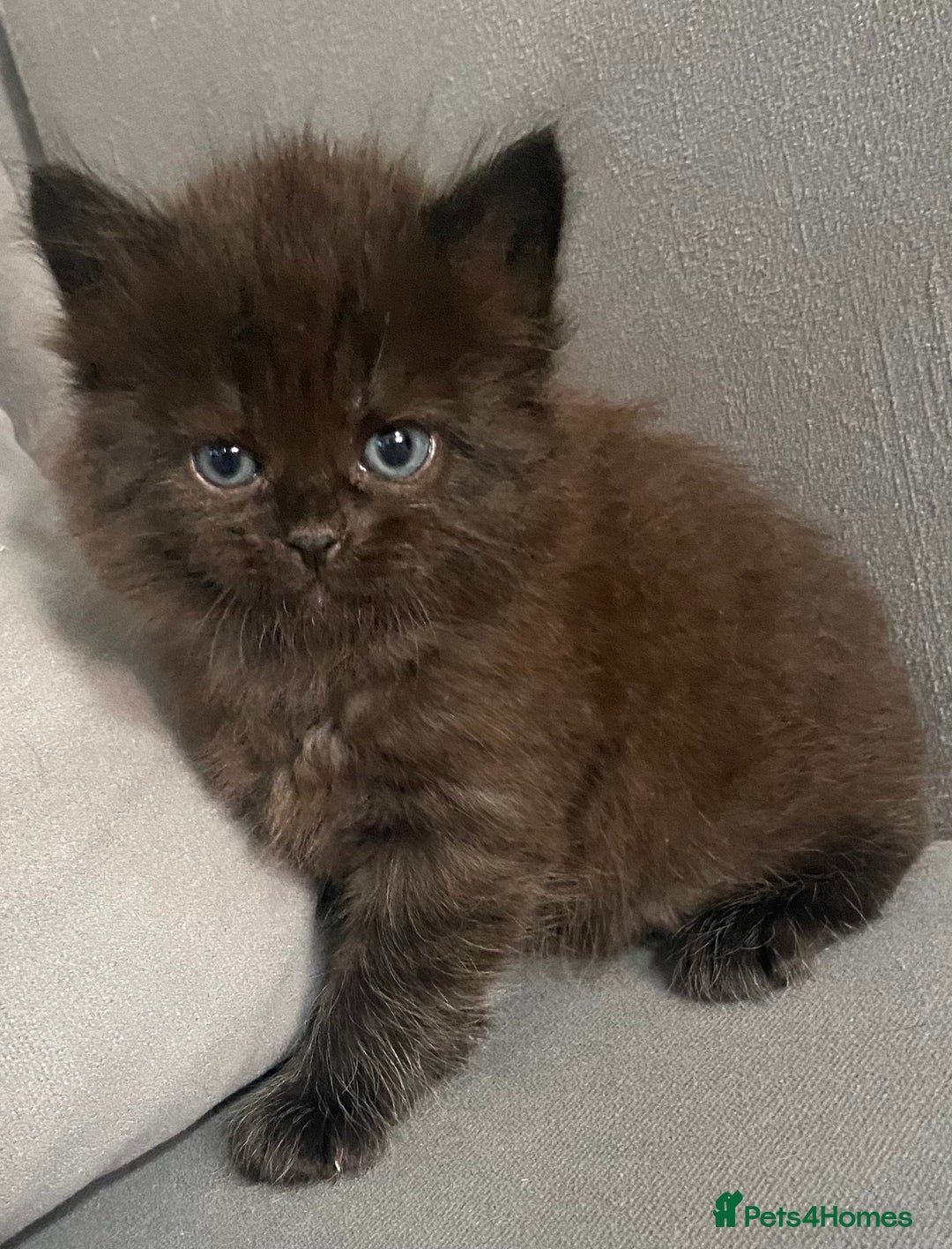 Siberian cats for sale: Siberian Kittens Neva Masquerade White - Image 23