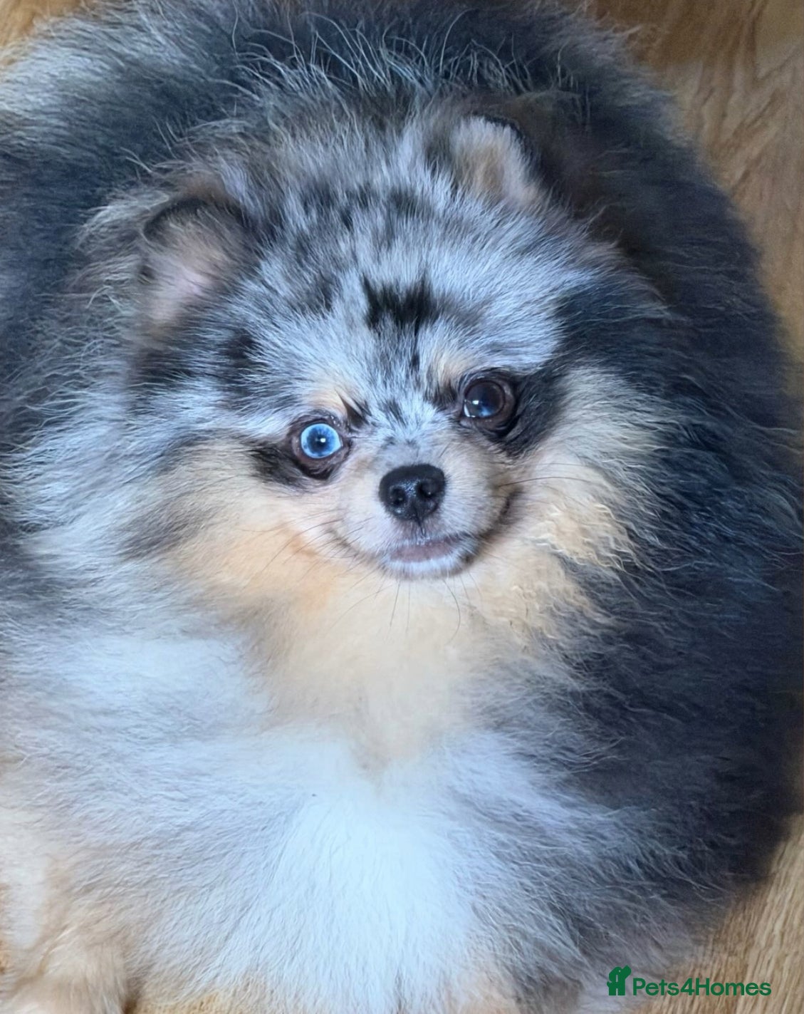 Pomeranian dogs  Adult merle Pomeranians reduced 🌈 - Advert 5