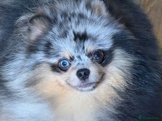 Pomeranian dogs Adult merle Pomeranians reduced 🌈 - Advert 5