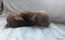 Miniature Poodle dogs for sale: Stunning Miniature poodles parti/merle - Image 10
