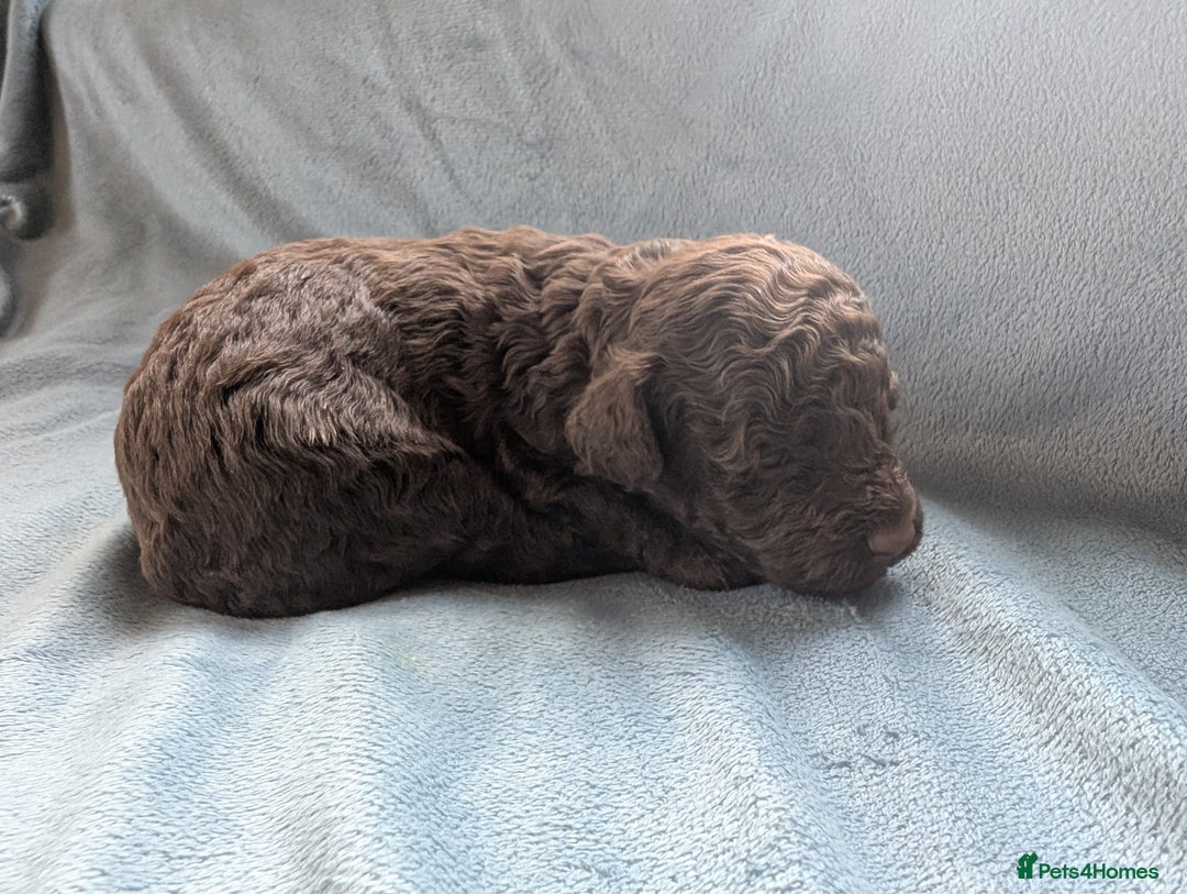 Miniature Poodle dogs for sale: Stunning Miniature poodles parti/merle - Image 10
