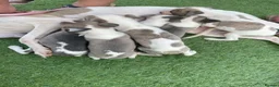 Whippet dogs for sale: Whippet  - Advert 2