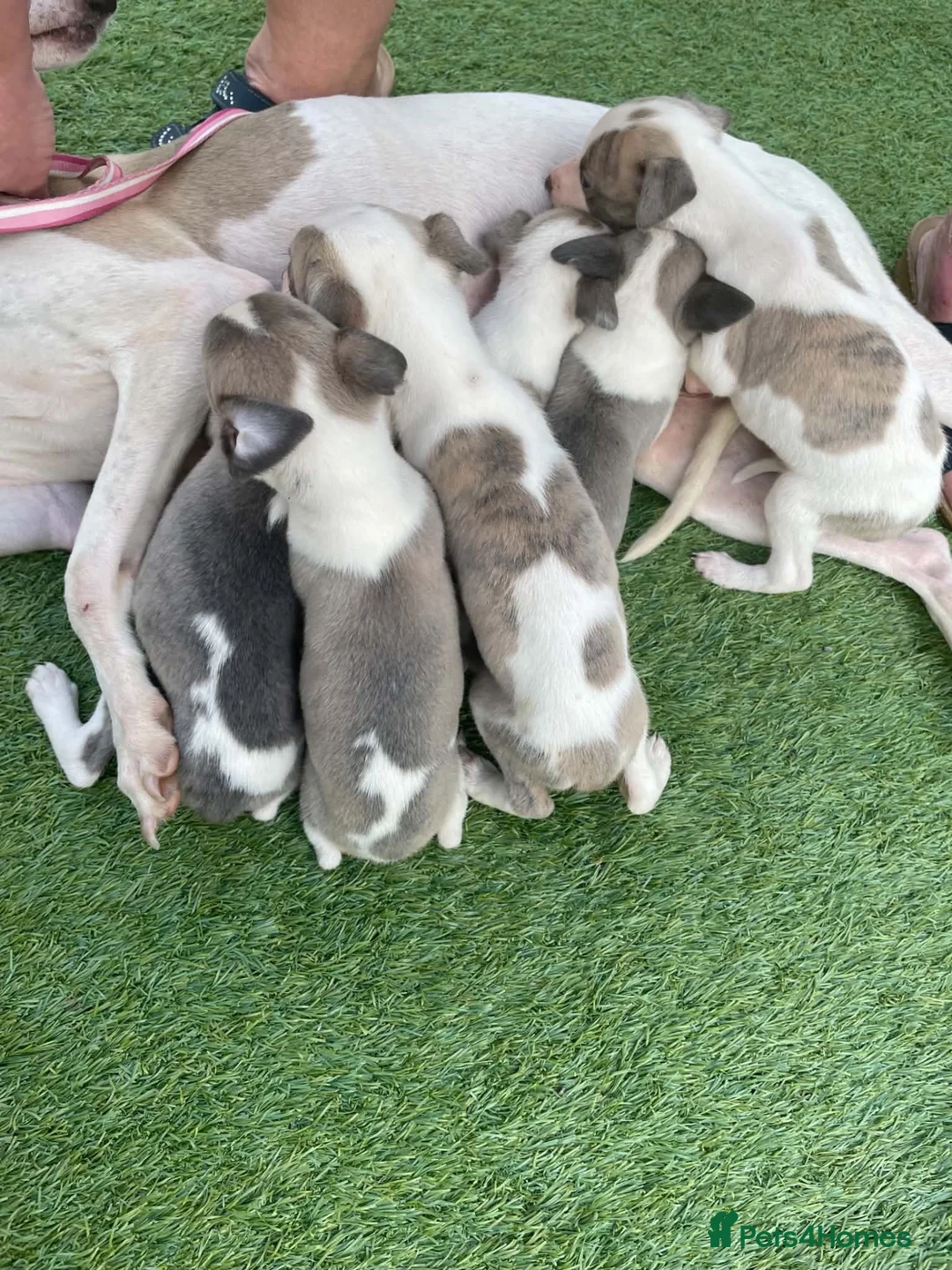Whippet dogs for sale: Whippet  - Advert 2