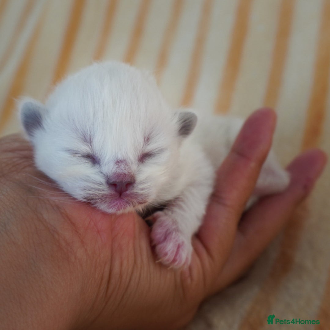 Ragdoll cats for sale: From Our Hearts to Yours – Ragdoll Kittens 💕 - Image 5