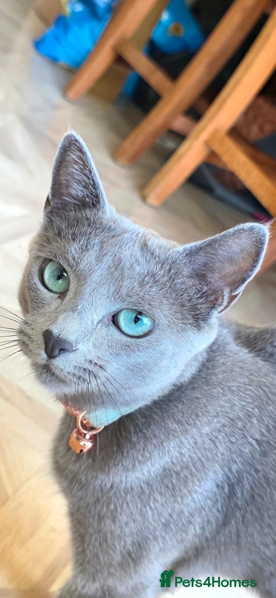 Mixed Breed cats Russian blue mix kittens - Advert 1