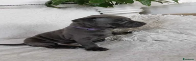 Staffordshire Bull Terrier Puppy 4