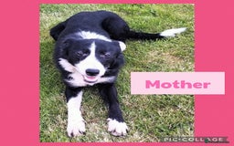 Border Collie dogs for sale: Border collie puppies  - Image 10