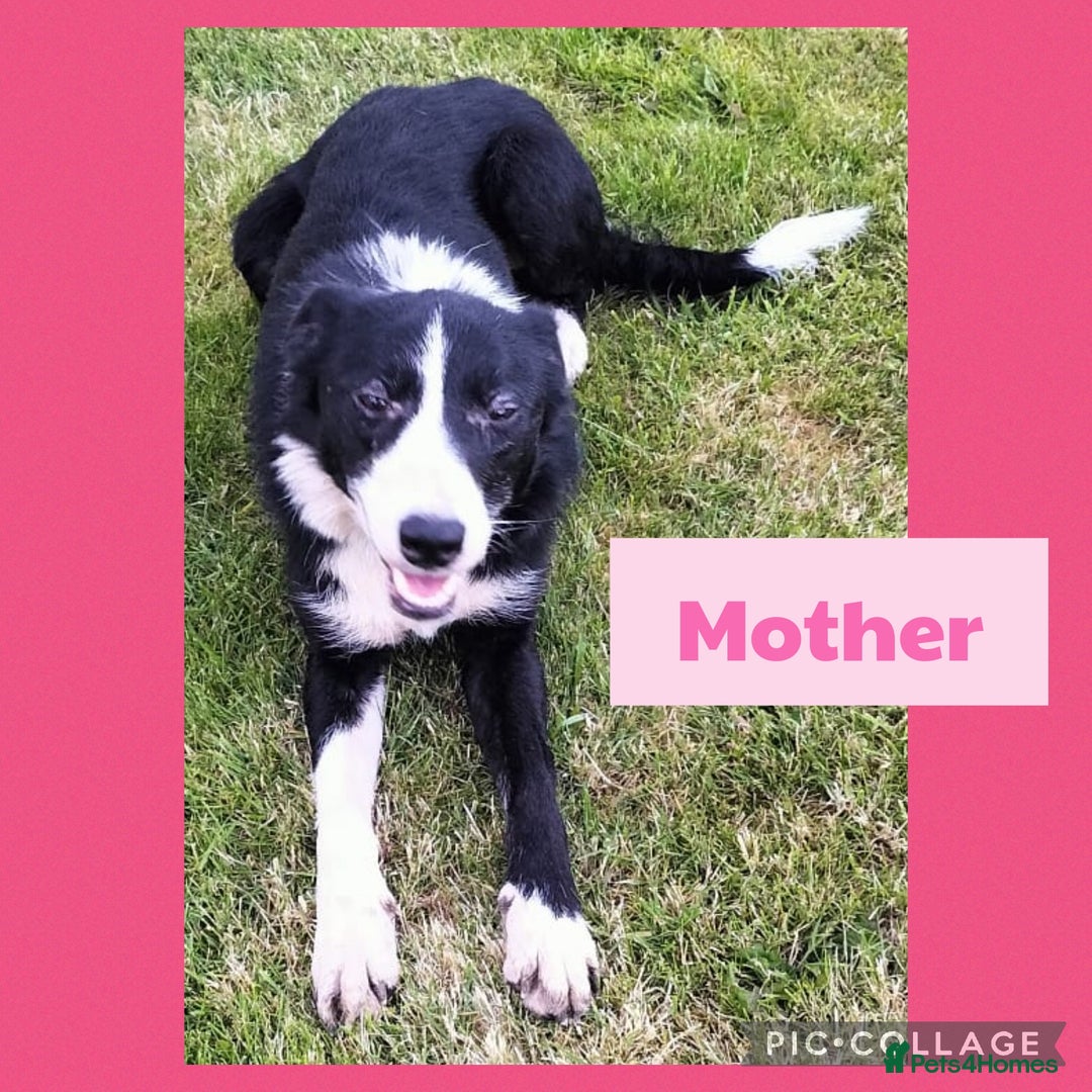 Border Collie dogs for sale: Border collie puppies  - Image 10