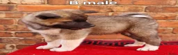 Akita dogs for sale: Akita pups ready  - Advert 5