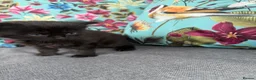 Mixed Breed cats for sale: Beautiful coloured kittens for sale  - Advert 10