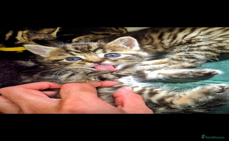 Domestic Shorthair cats - Advert 3
