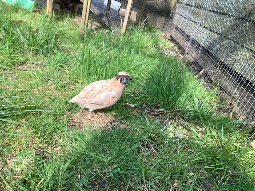Quail poultry for sale: Male Golden Coturnix Quail in Stirling - Advert 2