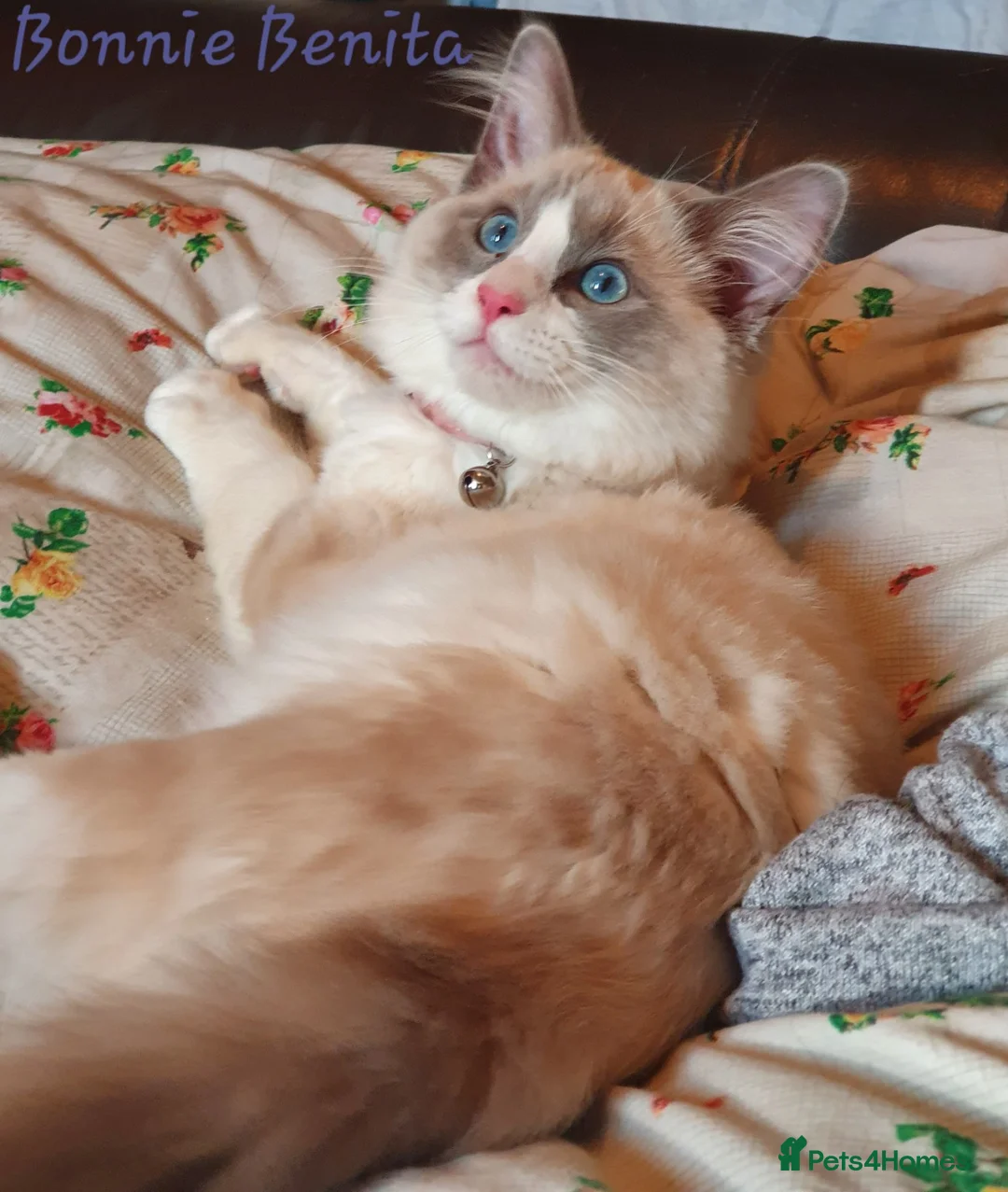 Ragdoll cats for sale: Gccf registered ragdoll kittens  - Advert 2