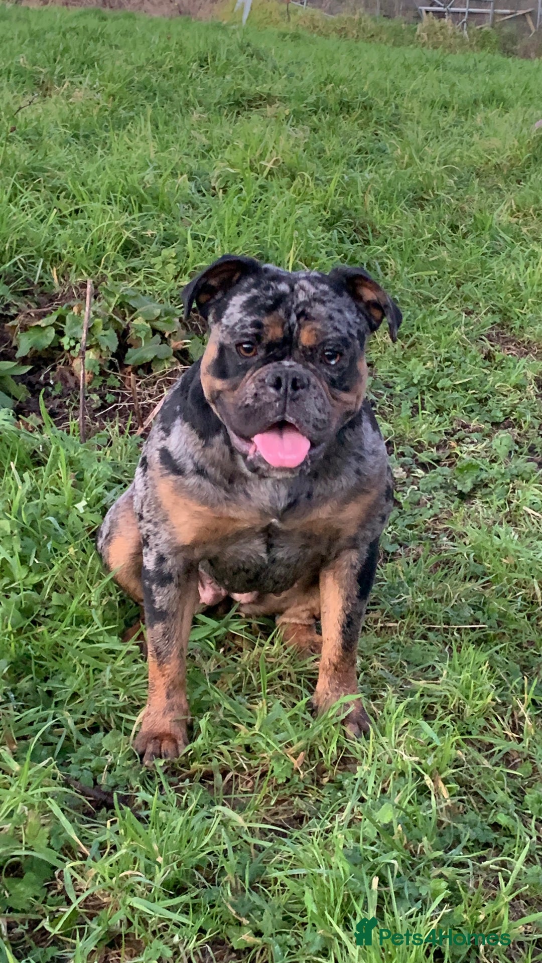 Olde English Bulldogge dogs for sale: 3 male puppy Olde English Bulldogges left - Advert 30