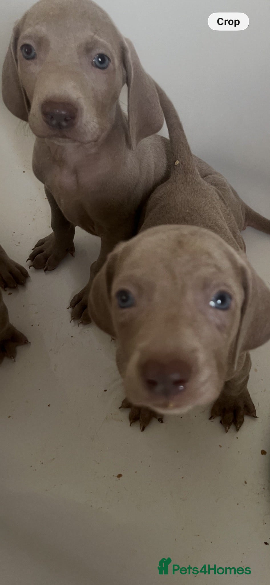Weimaraner dogs Weimaraner pups, kc reg , 7 boys , 2 girls - Advert 10