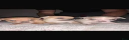 Chihuahua dogs for sale: 🌸🩵pedigree  chihuahuas 🩵🌸 - Advert 9