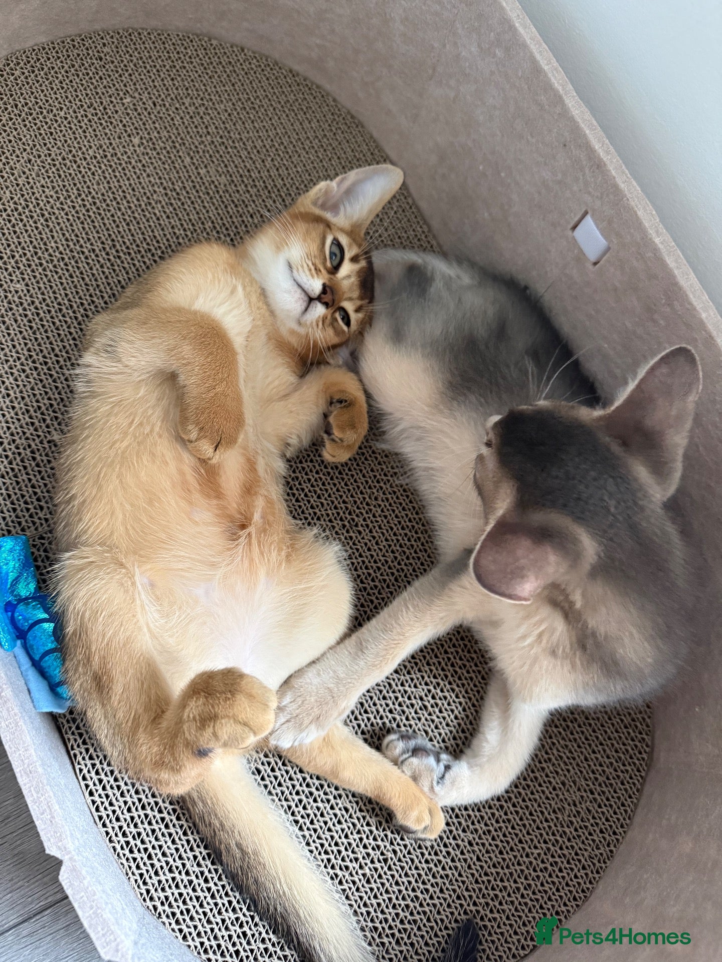Abyssinian cats 🐾 Two Gorgeous Abyssinian Kittens 🐈‍⬛ - Advert 5