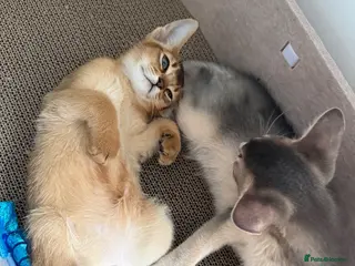 Abyssinian cats 🐾 Two Gorgeous Abyssinian Kittens 🐈⬛ - Advert 5