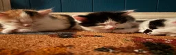 Mixed Breed cats for sale: Female long hair kittens in Southampton - Advert 14