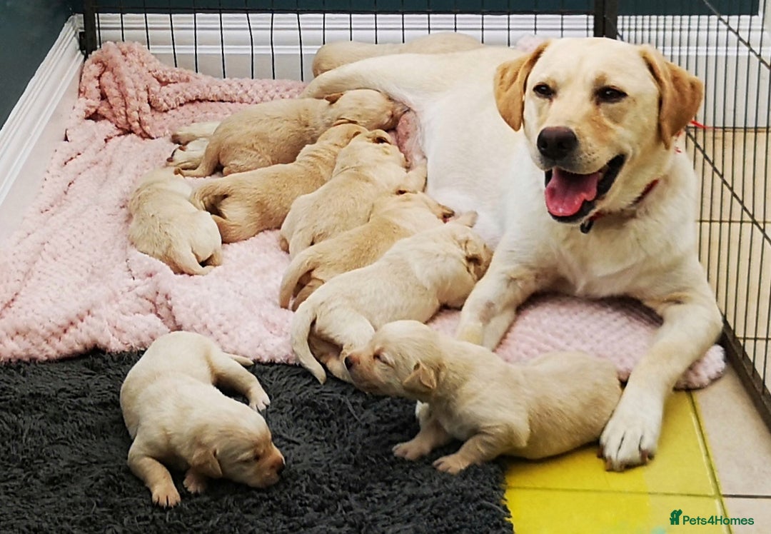 Labrador Retriever dogs for sale:  Beautiful, bouncing Pedigree Pups - Image 10