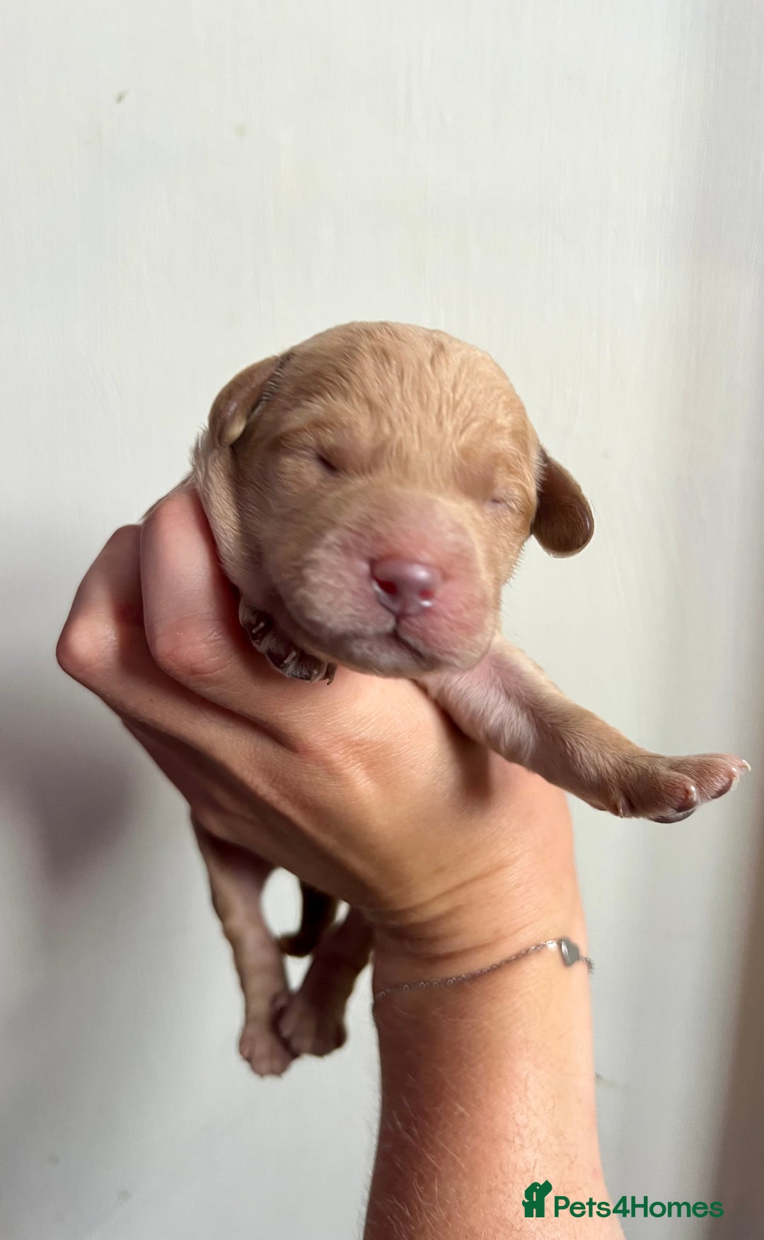 Labradoodle dogs for sale: Gorgeous Litter of F1 Labradoodle Puppies  in Lydbury North - Image 16