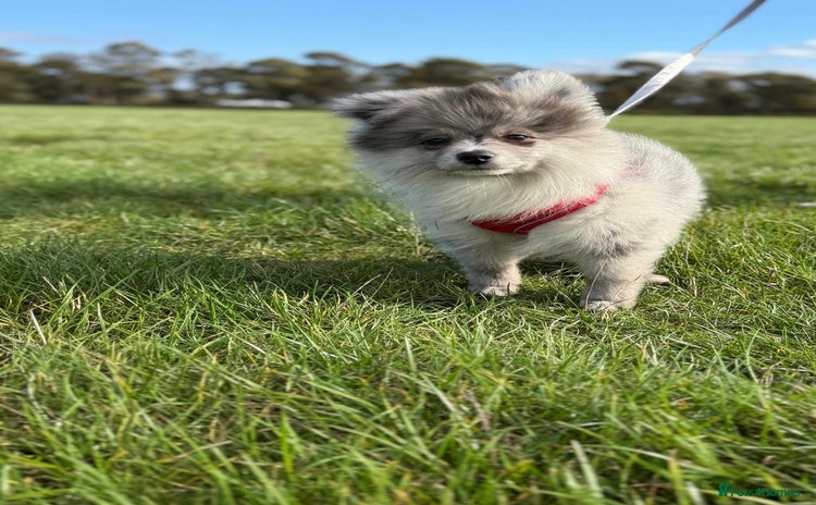 Pomsky dogs - Advert 1