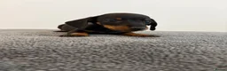 Dachshund dogs for sale: Beautiful Dachshund puppies  - Advert 13