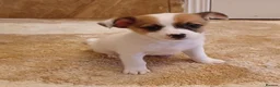 Chihuahua dogs for sale: Chihuahua Puppies  - Advert 6