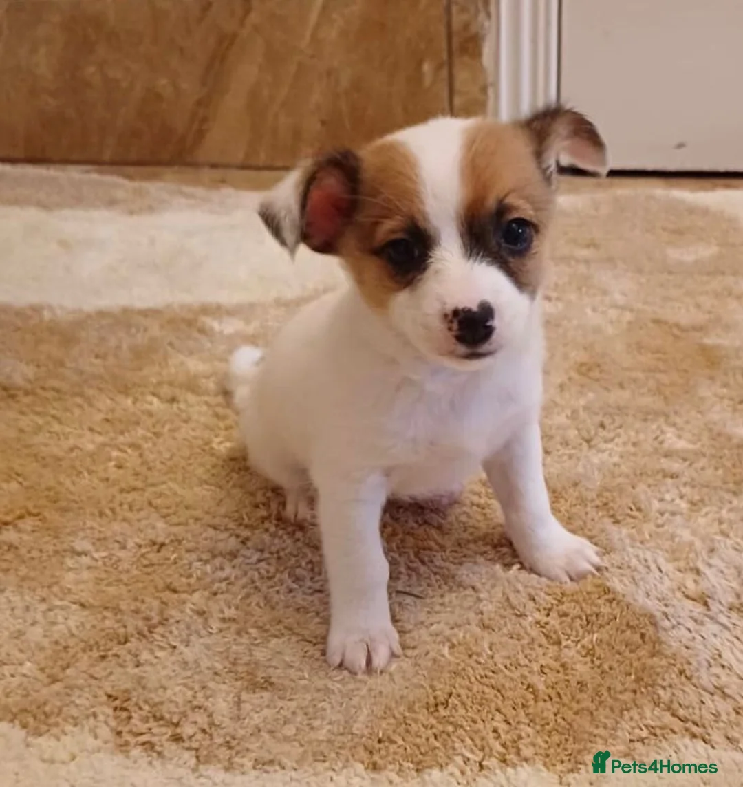 Chihuahua dogs for sale: Chihuahua Puppies  - Advert 6