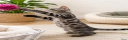 Bengal cats for sale: Beautiful bengal kittens - Advert 2