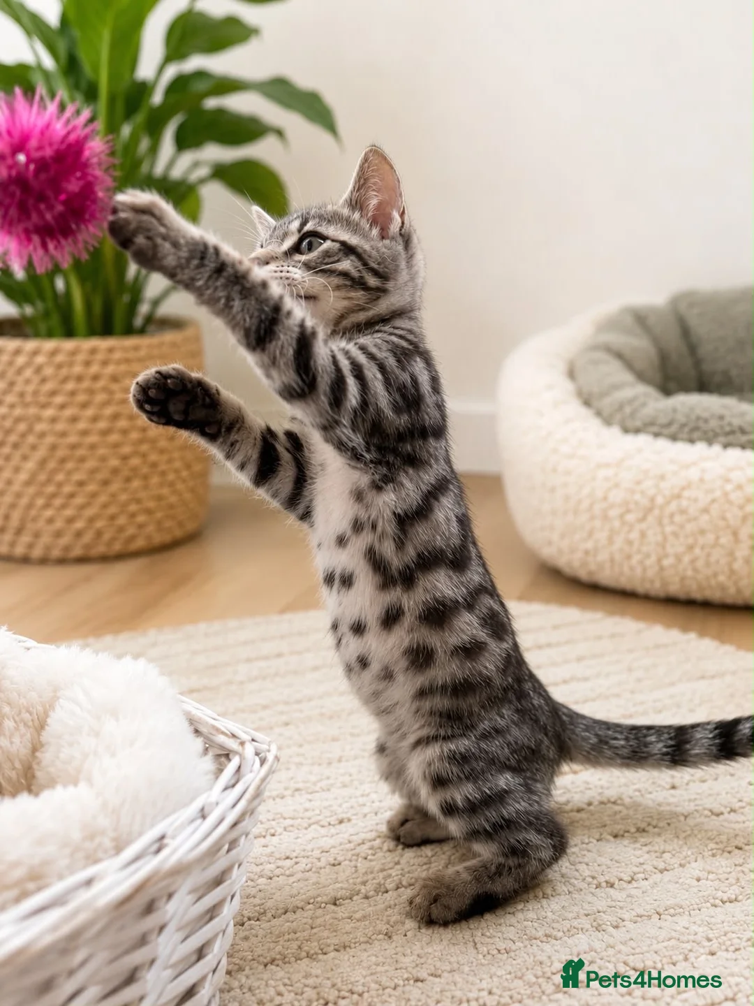 Bengal cats for sale: Beautiful bengal kittens - Advert 2