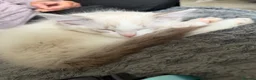 Ragdoll cats for sale: Playful, fluffy ragdoll kitten  in Blackburn - Advert 3