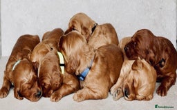 Australian Labradoodle dogs for sale: Australian Labradoodles RED&WHITE - Waiting list  - Image 24
