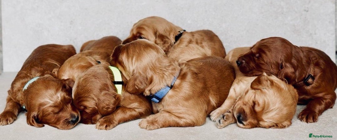 Australian Labradoodle dogs for sale: Australian Labradoodles RED&WHITE - Waiting list  - Image 24