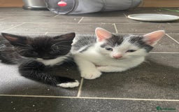 Turkish Van cats for sale: 5 gorgeous kittens  - Image 1