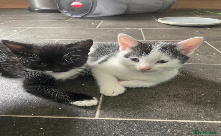 Turkish Van cats - Advert 4