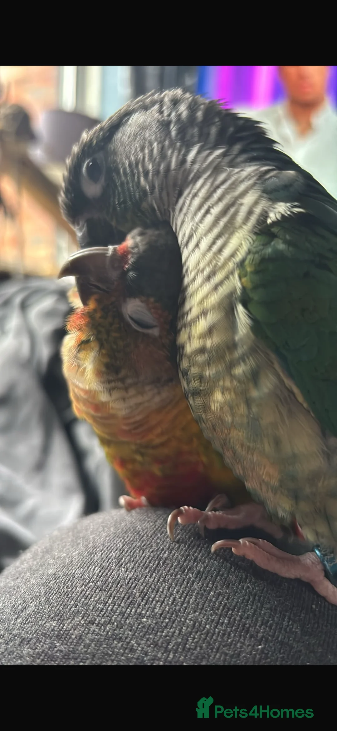 Conures birds for sale: Amazing hand reared conures for sale  - Advert 1
