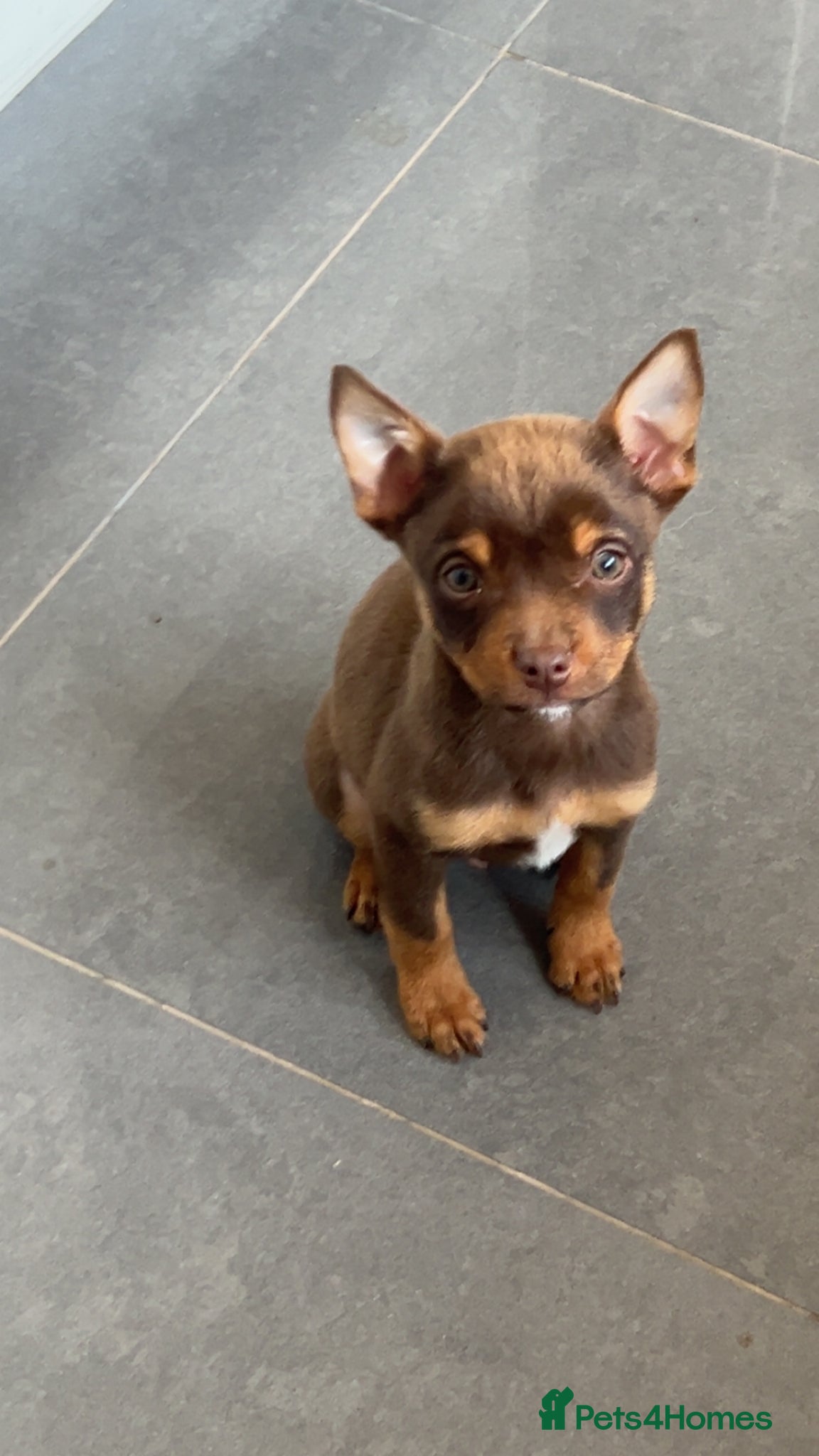 Mixed Breed dogs American Pocket Bully X Pomeranian  - Advert 8
