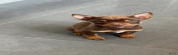 Mixed Breed dogs for sale: Pomeranian X American Pocket Bully - Advert 1