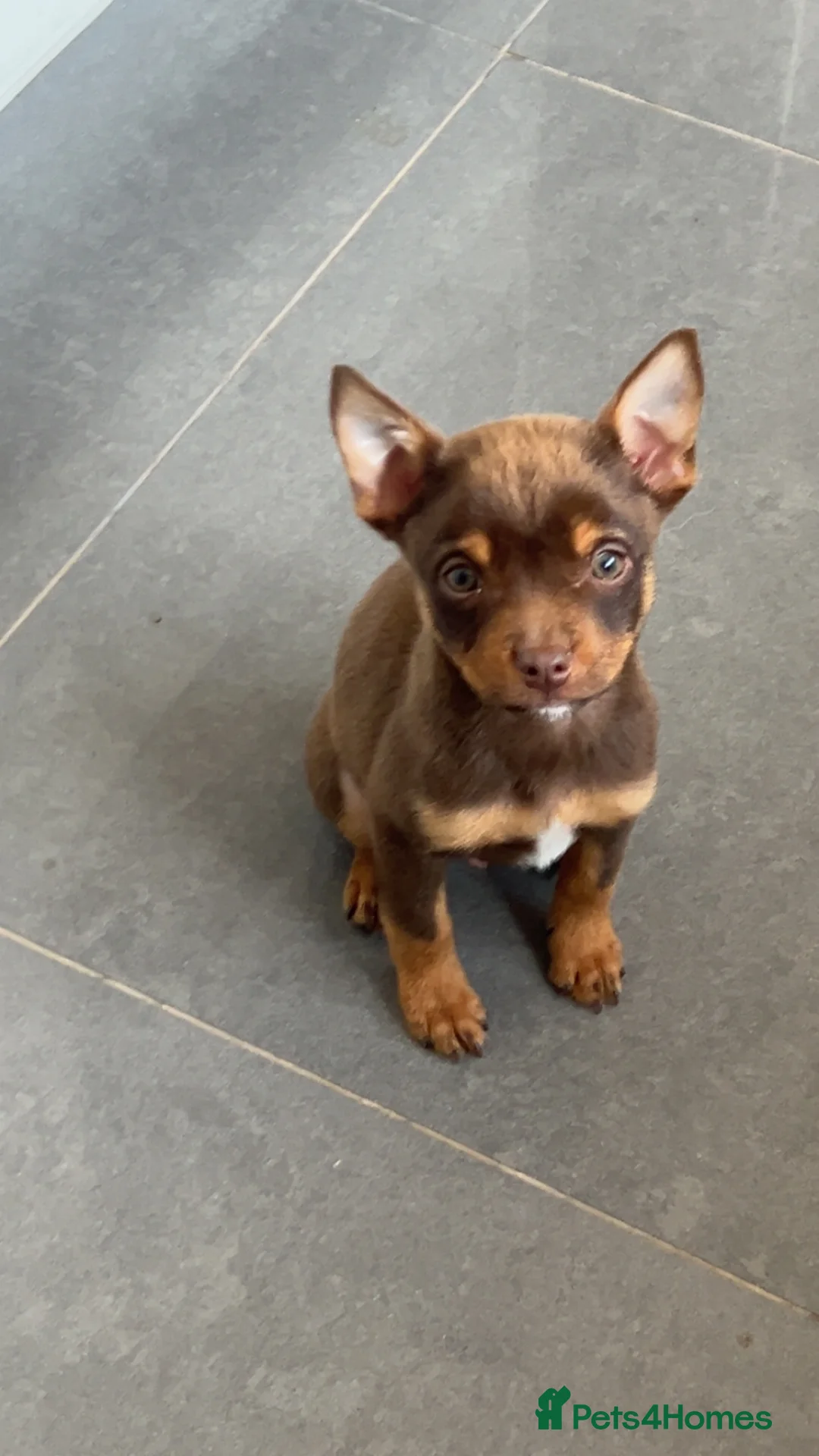 Mixed Breed dogs for sale: Pomeranian X American Pocket Bully - Advert 1