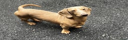 Miniature Dachshund dogs for stud: Cream e/e D/d B/b PRA Clear, Kc reg, Vet checked in Heathfield - Advert 4