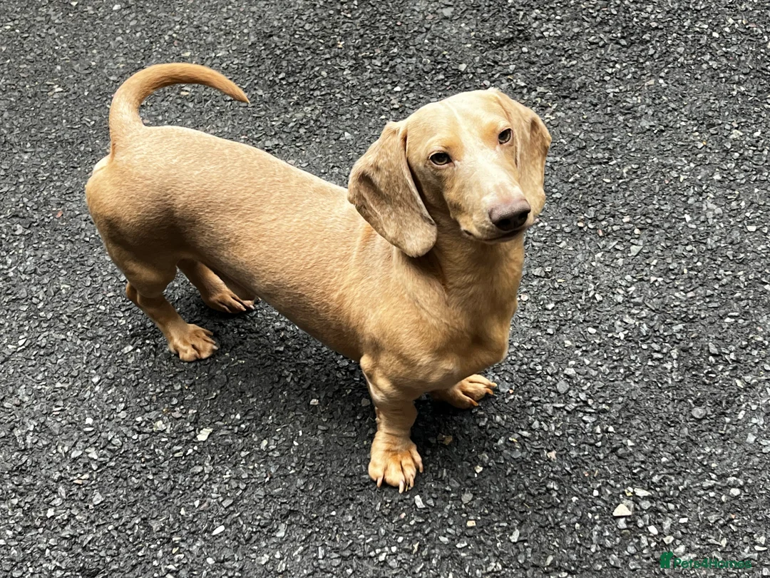 Miniature Dachshund dogs for stud: Cream e/e D/d B/b PRA Clear, Kc reg, Vet checked in Heathfield - Advert 4