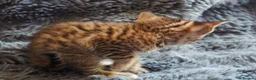 Bengal cats for sale: Silver, Snow Lynx & Brown Rosette Bengals - Advert 30