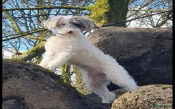 Mixed Breed dogs for sale: ABSOLUTELY STUNNING FOXYPOO PUPPIES - Image 23