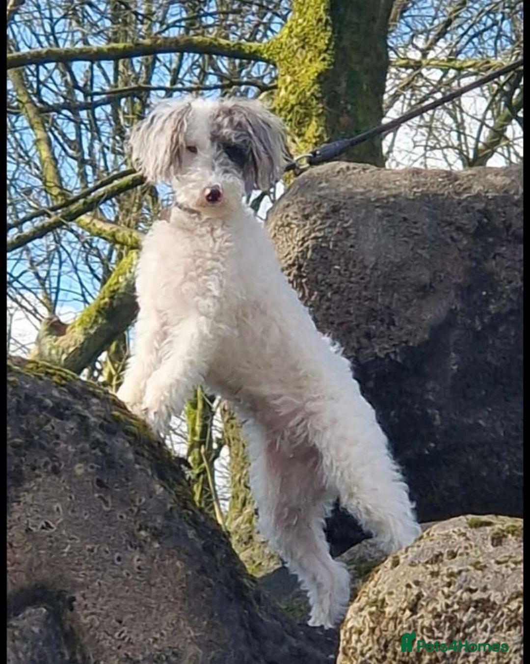 Mixed Breed dogs for sale: ABSOLUTELY STUNNING FOXYPOO PUPPIES - Image 23
