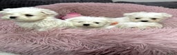Maltese dogs for sale: Maltese puppies - Advert 8