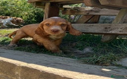 Cocker Spaniel dogs for sale: Gorgeous cocker spaniel puppies  - Image 3