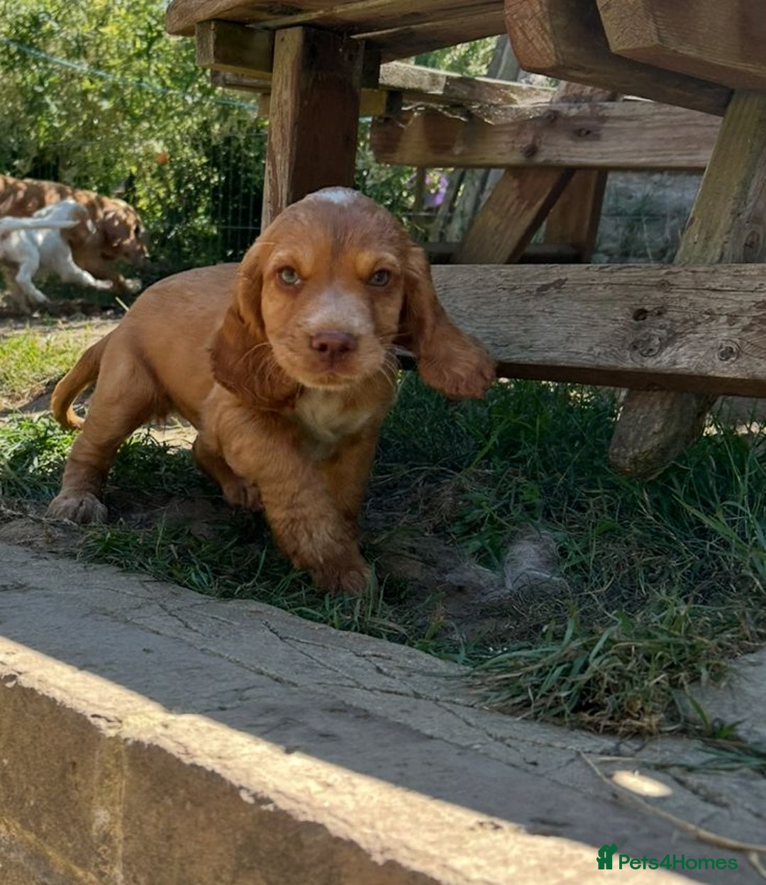 Cocker Spaniel dogs for sale: Gorgeous cocker spaniel puppies  - Image 3